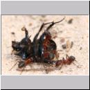 Formica -Serviformica- sanguinea - Blutrote Raubameise 36b 8mm - mit Kaefer.jpg